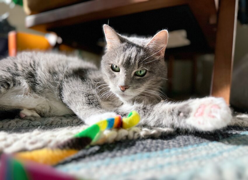 Lola, a grey and white tabby cat, lounges on a blue and grey rug, one paw outstretched