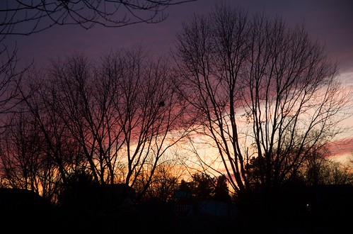 A deep purple sky with pale orange-lit clouds, viewed beyond a pair of large leafless trees in the late fall
