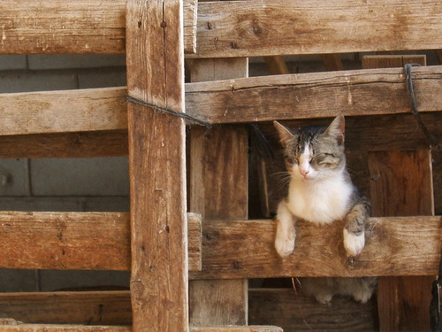 A brown and white tabby cat leans both arms over a wooden beam in what looks to be a barn